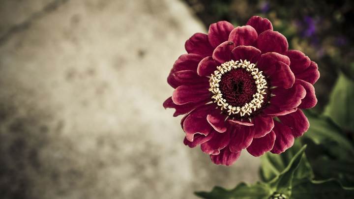Closeup Of Pink Flower